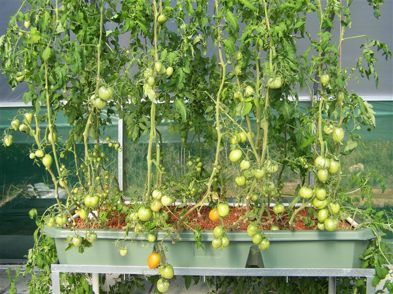 100_6068 (Custom).JPG