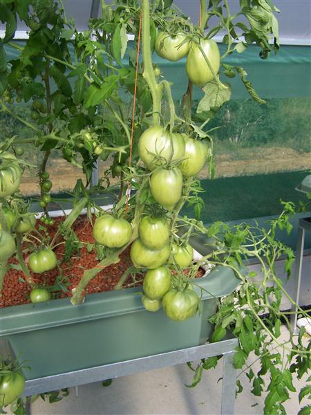 100_6070 (Custom).JPG