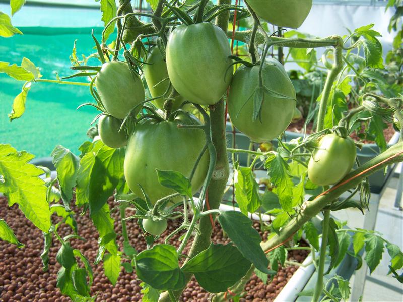 100_6072 (Custom).JPG