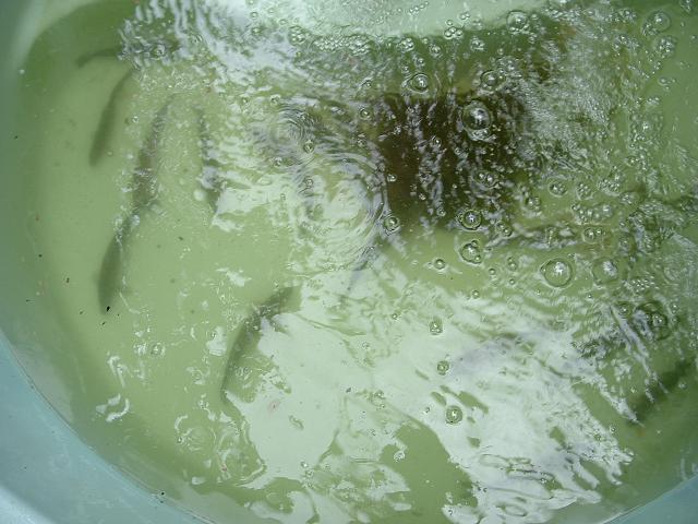 FishAquaponics 010.jpg