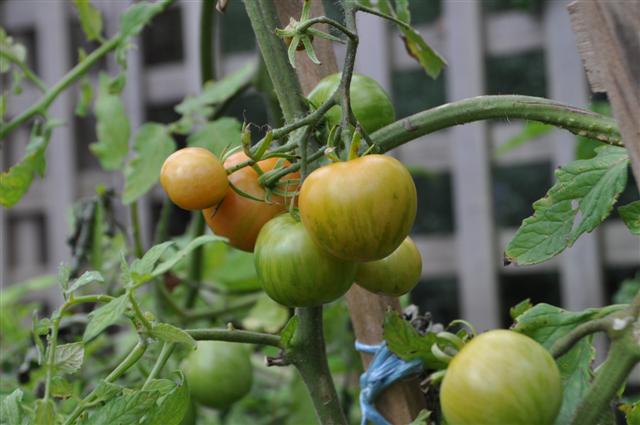 Wednesday 30th March 009 (Small).jpg