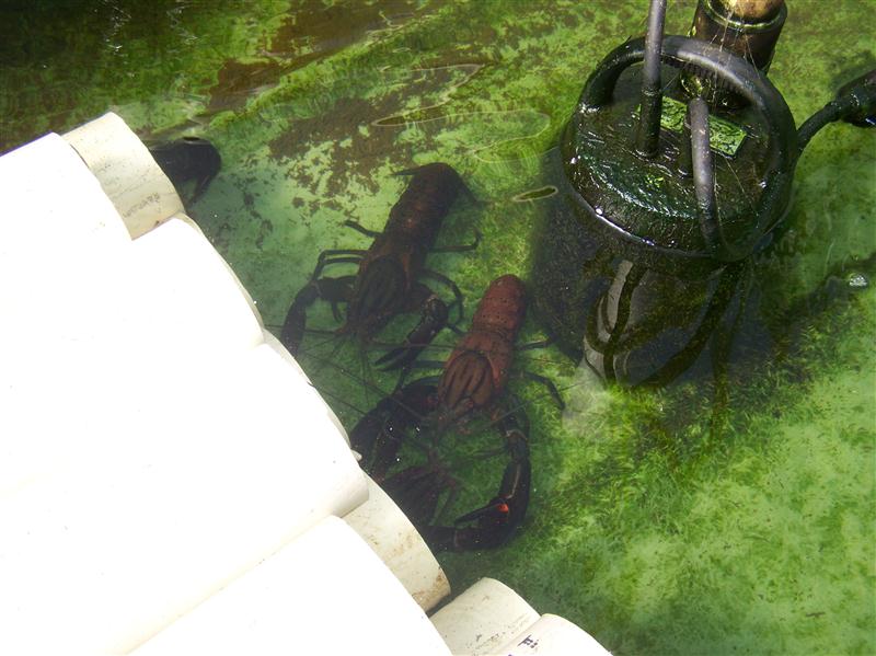 100_6086 (Custom).JPG