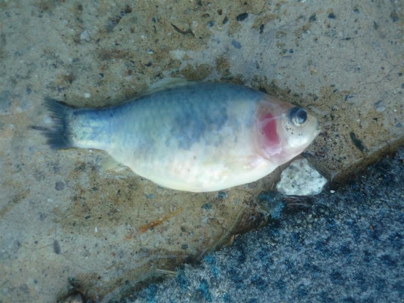 dead fish2 001 (Medium).jpg