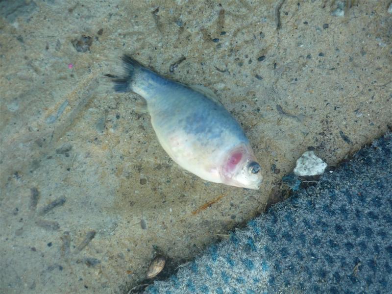 dead fish2 002 (Medium).jpg
