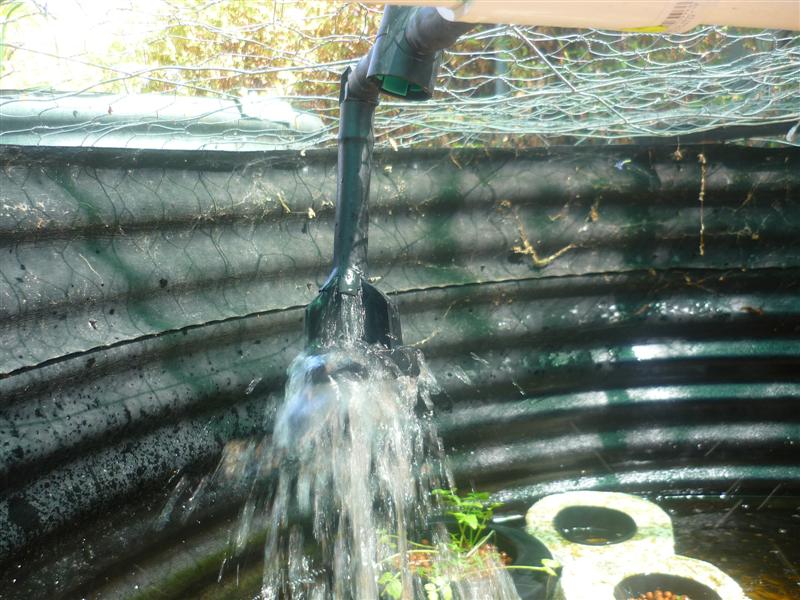 New trout 001 (Medium).jpg