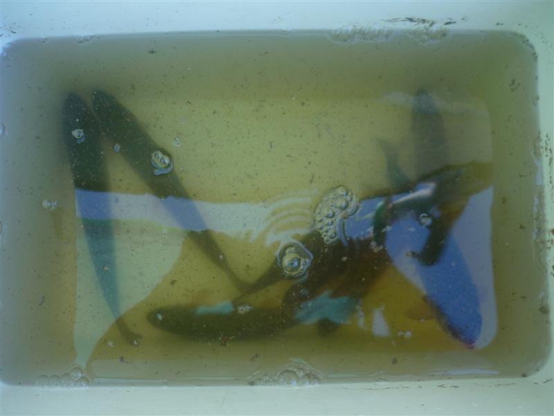 New trout 004 (Medium).jpg