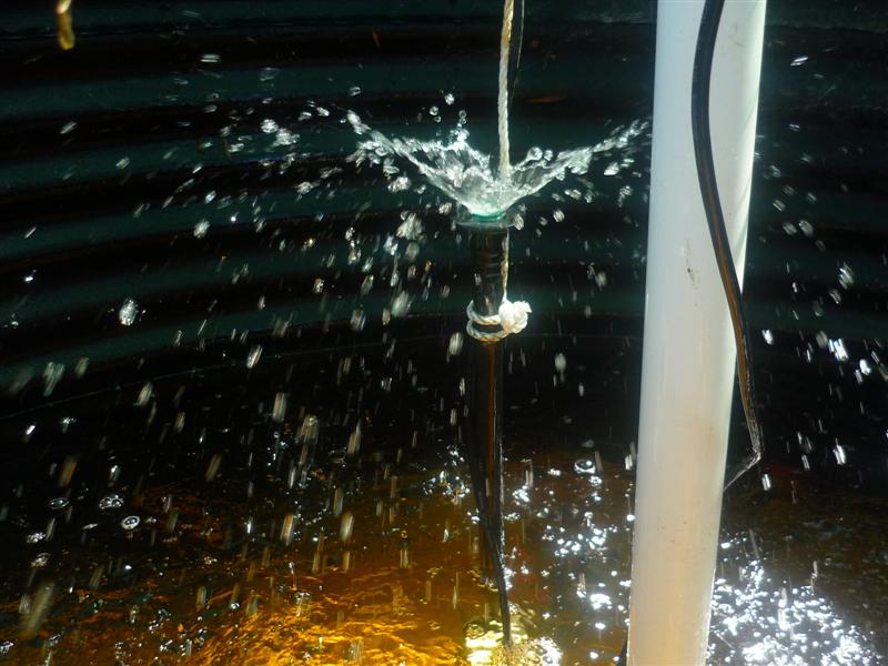 New trout 002 (Medium).jpg