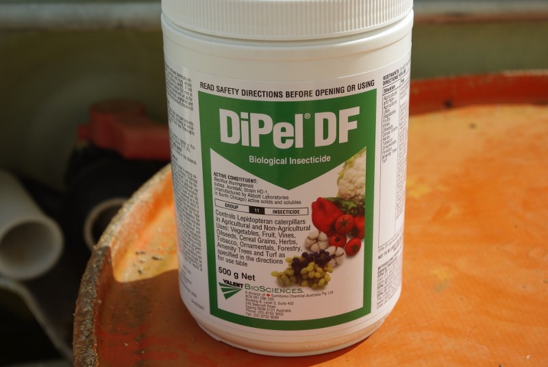 _IGP2452 (800x536).jpg