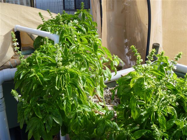 Basil.JPG