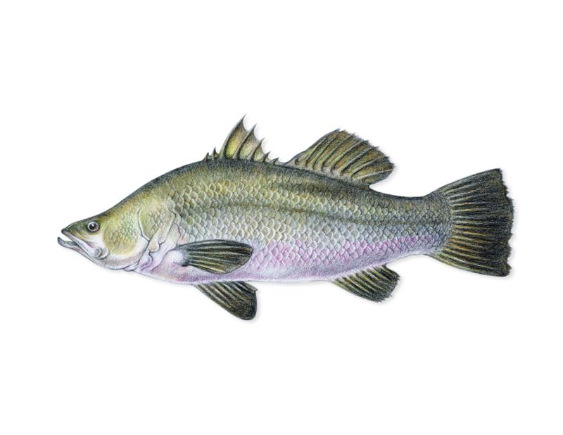 Barramundi Fish_F (Medium).jpg