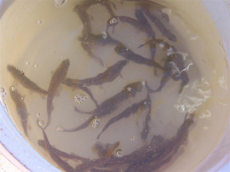 100_1942 (Medium).jpg