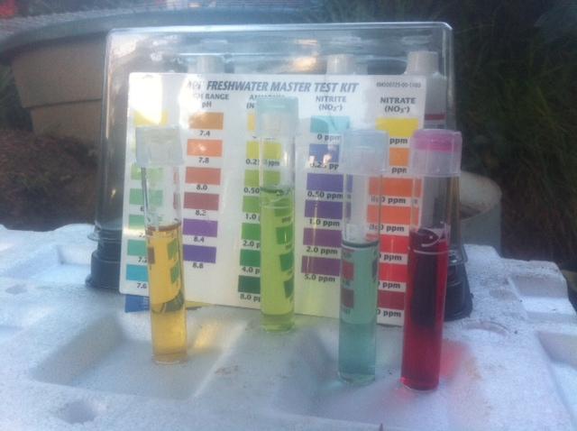 New Trout 3 (Small).jpg