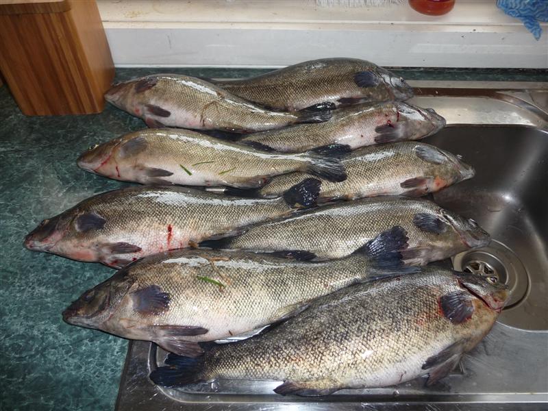 P1010434 (Medium).JPG