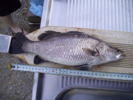 Barra_Apr11_ 002.JPG