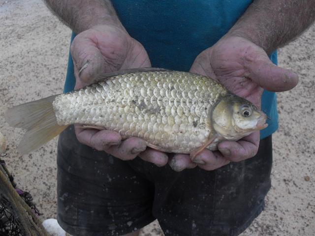 golden carp 004 (Small).jpg