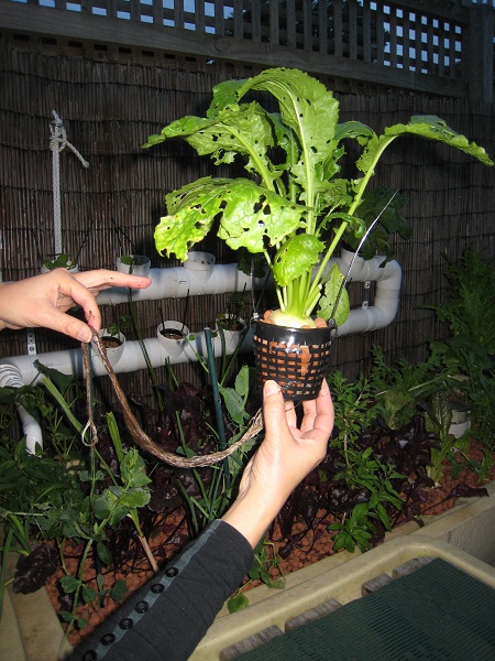 Turnip bursting out of pot.jpg