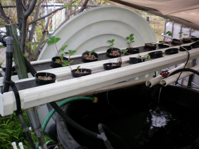 SANY0124 (640x480).jpg