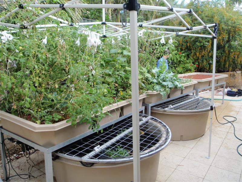 P4180198 (Medium).JPG