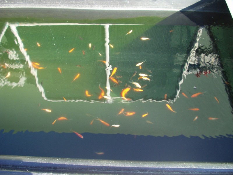 System 2 starter fish.jpg