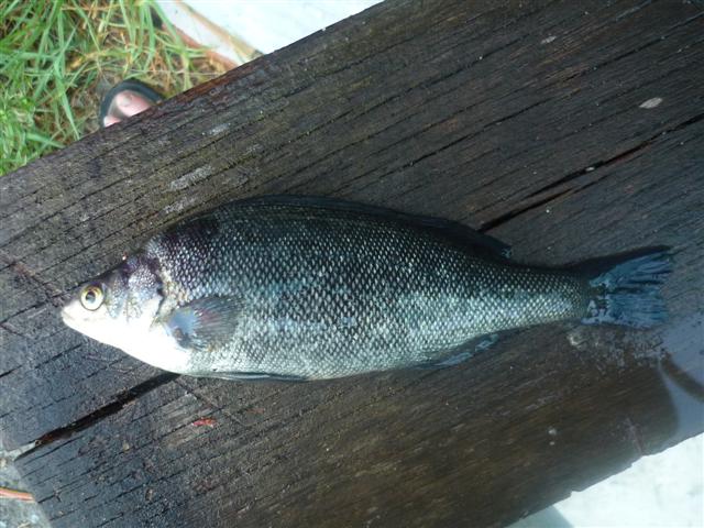 ap DEAD sp 002 (Small).jpg