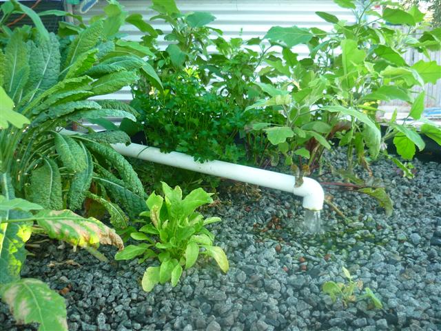 ap DEAD sp 005 (Small).jpg