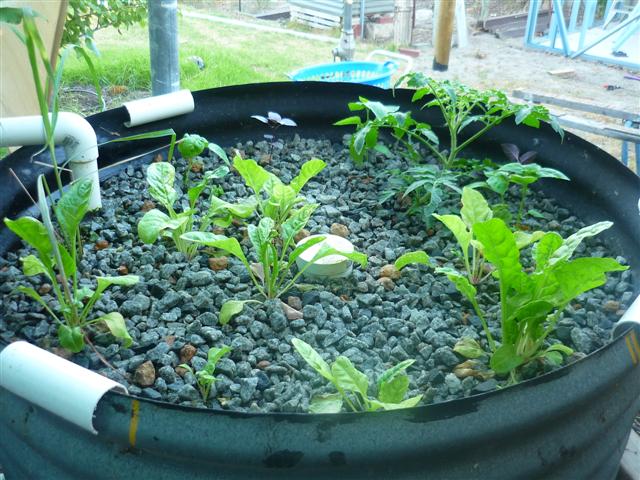 ap DEAD sp 004 (Small).jpg