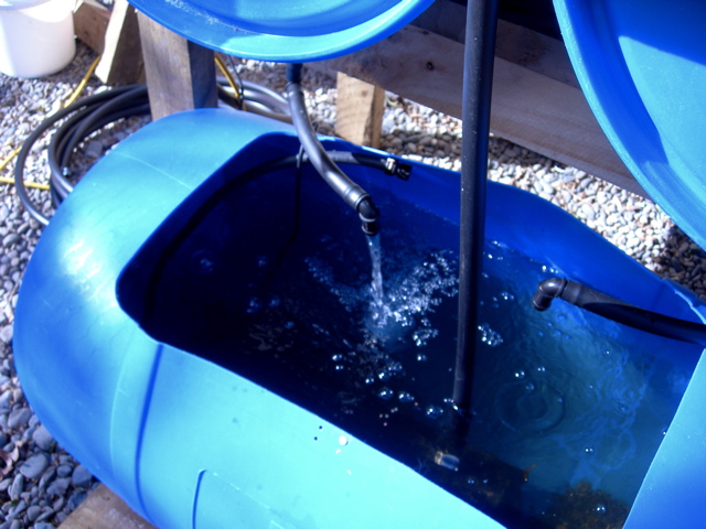 Fish tank and working siphon.jpg