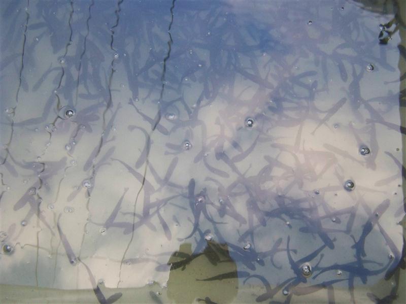 100_6190 (Custom).JPG