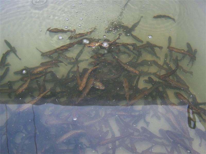 100_6193 (Custom).JPG