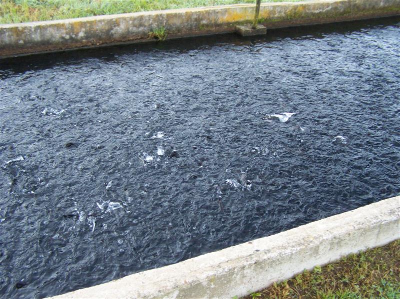 100_6170 (Custom).JPG