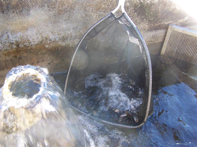 100_6189 (Custom).JPG