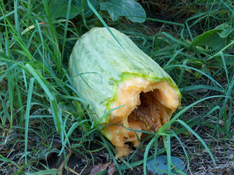 100_0613 (800x600).jpg