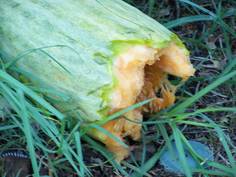 100_0615 (800x600).jpg