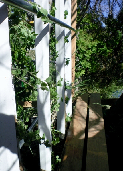 herb towers (459x640) (430x600).jpg