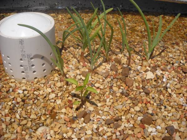 scallions and pepper.jpg