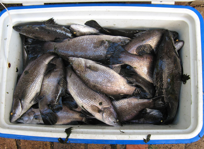 barra April 2011.jpg