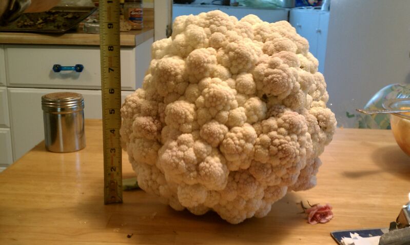 cauliflower 2.jpg