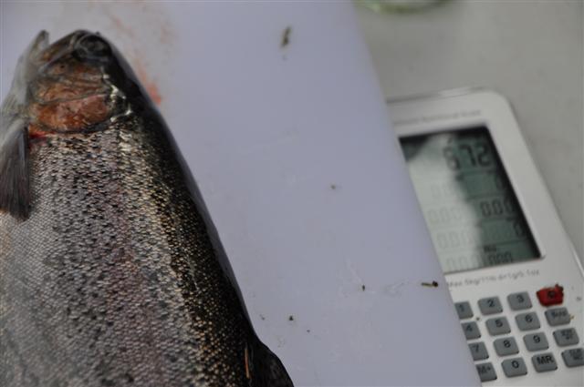 Sunday 1st May 2011 016 (Small).jpg