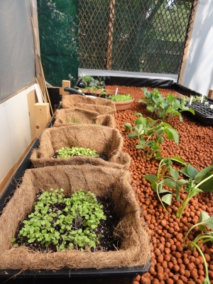 aquaponic 003_001.JPG