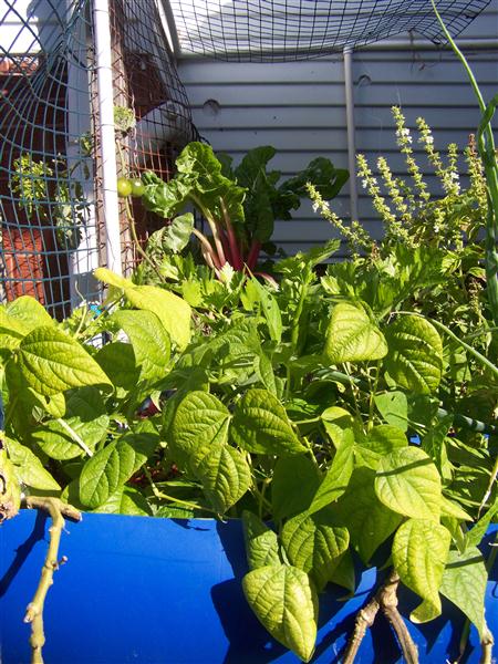 100_6242 (Custom).JPG