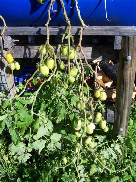 100_6243 (Custom).JPG