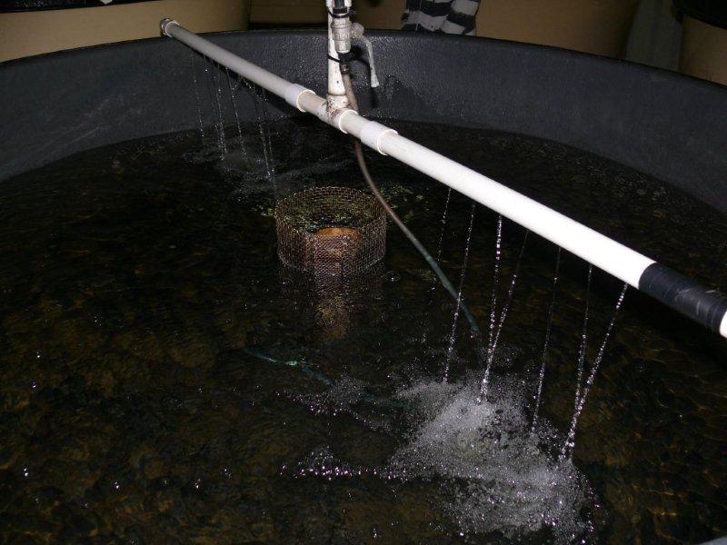 04 Tanks full of yearlings.jpg