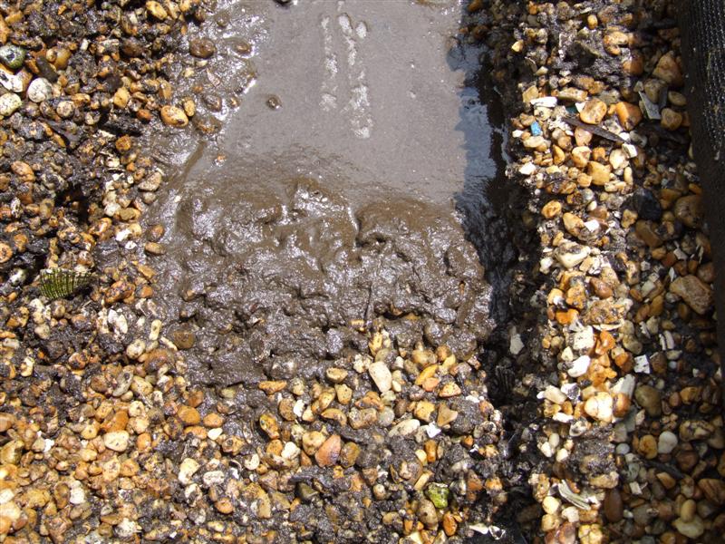 Duck muck closeup (Medium).JPG