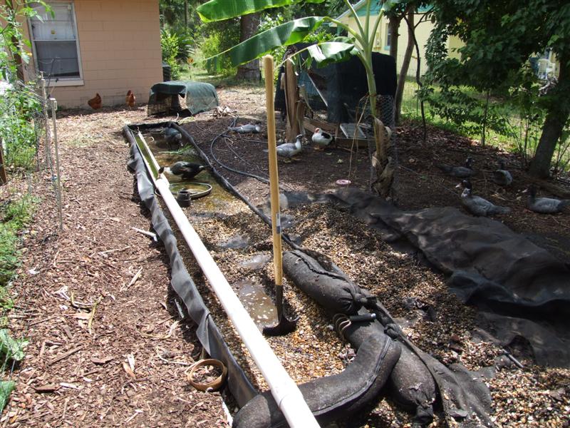 Duck mucked gravel (Medium).JPG