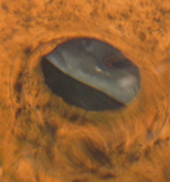 PhoneHome 120 things in 20 years BYAP.JPG