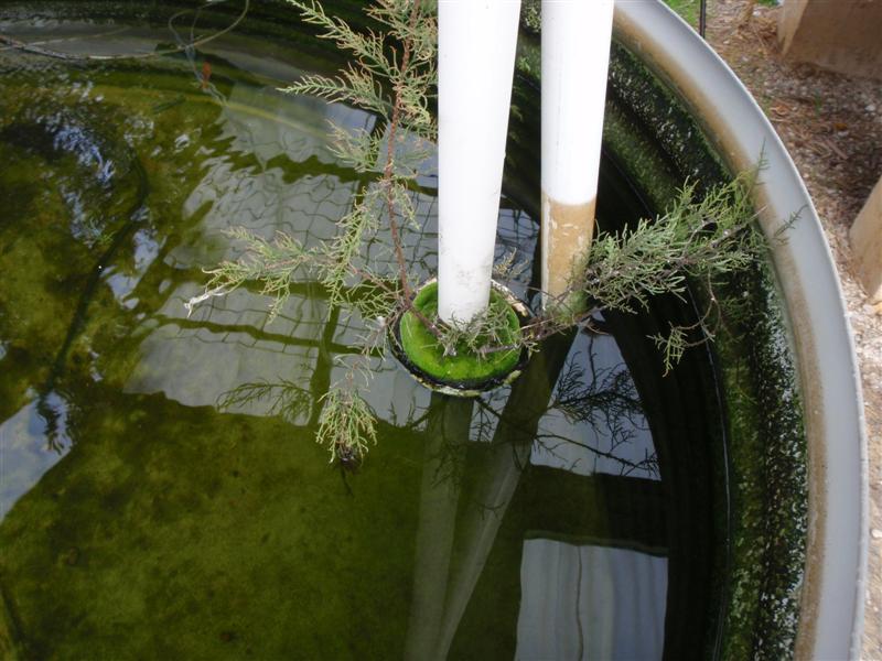 P5140279 (Medium).JPG