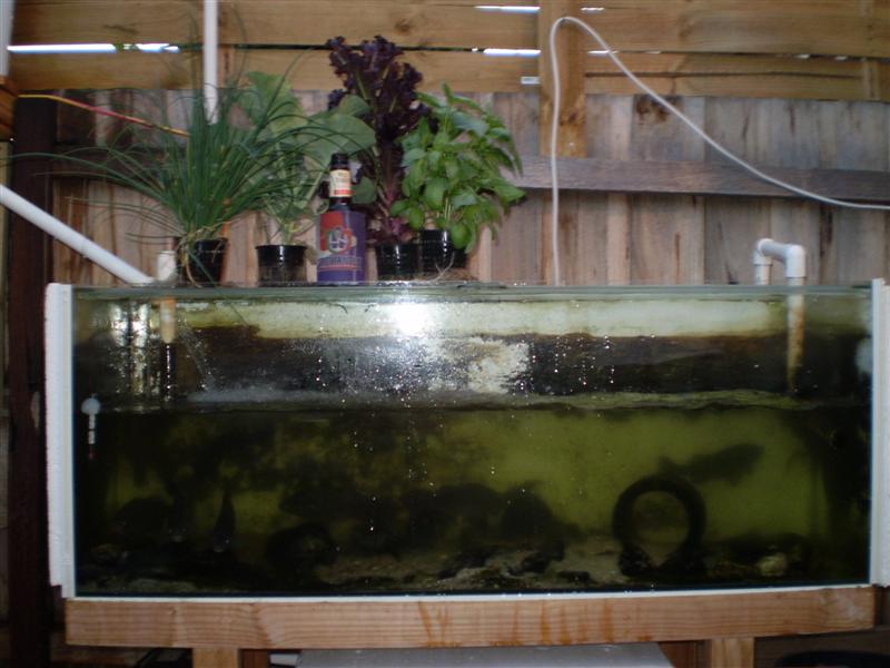 P4200053 (Medium).JPG