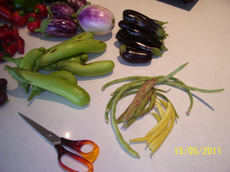 Harvest-mid-May-2011 002.jpg