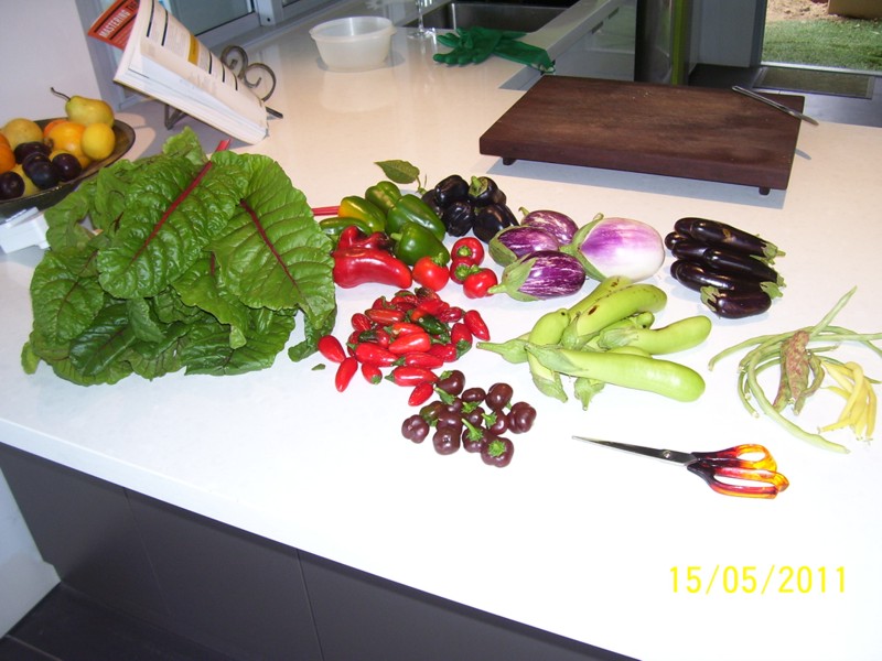 Harvest-mid-May-2011 001.jpg