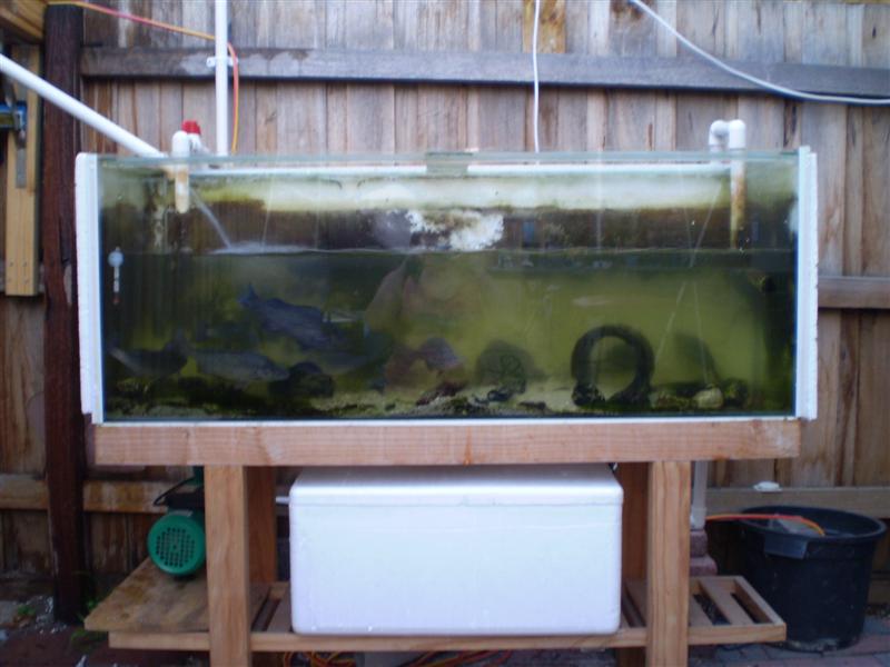 P4200050 (Medium).JPG